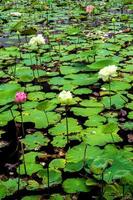 Frische Lotus und verwelkte Blätter im Feld foto