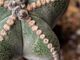 das flauschige Büschel und Weiß Punkt auf das Lappen von Astrophytum Myriostigma Kaktus foto