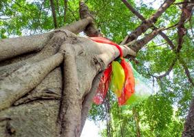 die Anbetung mit bunten Bändern am heiligen Banyanbaum foto