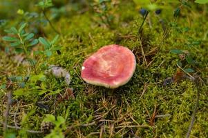 Russel, russule Pilz, mit ein rot Hut wachsen im das Wald im Herbst und Sommer- im Grün Moos und Gras foto