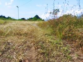 trocken Gras im das Felder foto