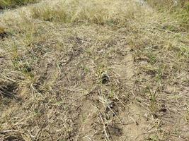 trocken Gras im das Feld foto