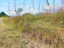 trocken Gras im das Feld wann schlagen durch ein Dürre foto