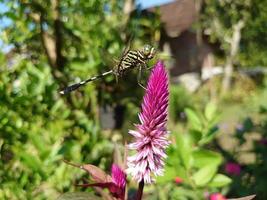 Libelle auf Blume foto