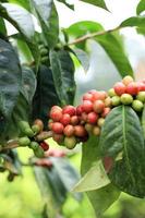 Kaffee Pflanze Java Arabisch, Westen Java, Indonesien foto