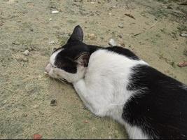 ein Weiß und schwarz Katze Schlafen auf das Sand foto