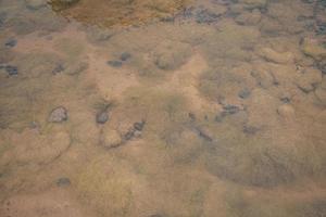 Gelb Moos Teich Abschaum auf Abfall Wasser Eindämmung. das Foto ist geeignet zu verwenden zum Natur Hintergrund, wild Leben Poster und botanisch Inhalt Medien.