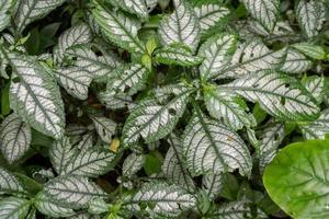 Textur und Oberfläche von Grün Blatt wild Pflanze auf das tropisch Wald. Foto ist geeignet zu verwenden zum Natur Hintergrund, botanisch Poster und Natur Inhalt Medien.