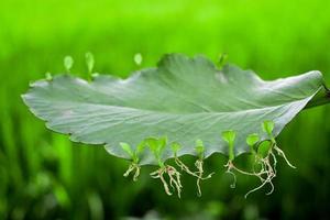 Bryophyllum Blatt mit Knospen. etwas Pflanzen wachsen von das Blatt. asexuell Reproduktion im Pflanze foto