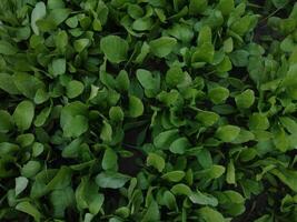 Spinat Hintergrund voll Bild, Grün Blatt Gemüse zum asiatisch Küche foto