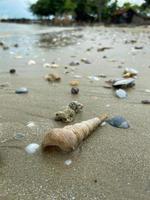 Meer Muscheln turritella Kommunismus auf das Sand auf das Strand im verschiedene Formen foto