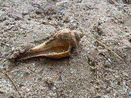 Meer Muscheln auf das Sand auf das Strand im verschiedene Formen foto