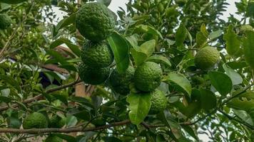 Zitronen Baum im das Garten sind Ausgezeichnet Quelle von Vitamin c.grün organisch Limette Zitrusfrüchte Obst hängend auf Baum. foto