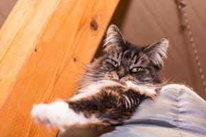 flauschige Maine Waschbär Katze Lügen im es ist Bett und erstreckt sich aus einer Pfote foto