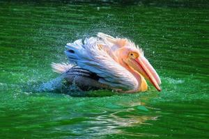 großartig Weiß Pelikan Baden, Baden im ein Zoo foto
