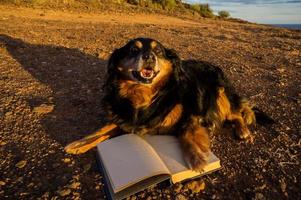 Hund mit Büchern foto