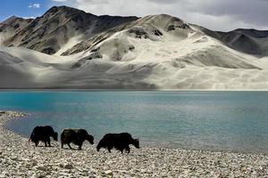 alpin Yaks Trinken Wasser im das baisha See von bulunkou Reservoir im Süd- Xinjiang
