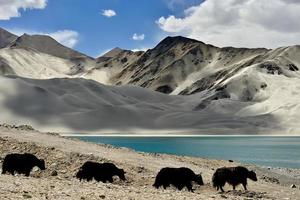 alpin Yaks Trinken Wasser im das baisha See von bulunkou Reservoir im Süd- Xinjiang