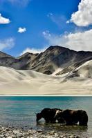 alpin Yaks Trinken Wasser im das baisha See von bulunkou Reservoir im Süd- Xinjiang foto