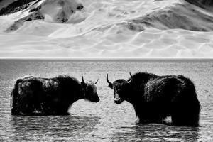 alpin Yaks Trinken Wasser im das baisha See von bulunkou Reservoir im Süd- Xinjiang foto