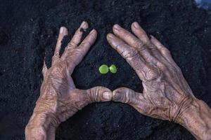 Frau Senior Hände Show schön wenig Grün Baum Pflanzen oder jung Pflanzen vorbereiten zum Pflanzen im Fülle Boden zum Landwirtschaft. Pflege von Umfeld. Ökologie Konzept foto