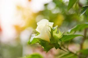 Baumwolle Blume auf Baum im das Baumwolle Feld Sonnenuntergang Hintergrund foto