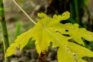 Gelb Maniok Blätter im das Garten. foto