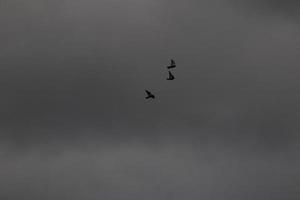 fliegend Vögel auf ein stürmisch Wetter und dunkel Wolken foto