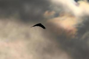 fliegend Vögel auf ein stürmisch Wetter und dunkel Wolken foto