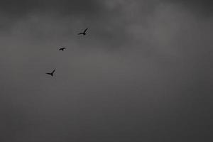 fliegend Vögel auf ein stürmisch Wetter und dunkel Wolken foto