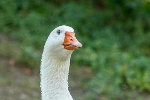 schöne Schwäne sitzen auf grünem Gras foto