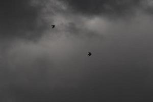 fliegend Vögel auf ein stürmisch Wetter und dunkel Wolken foto