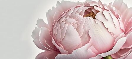 generativ ai, schließen oben von Blühen Blumenbeete von Pfingstrose Blumen, Blumen- texturiert Hintergrund, Frühling Stimmung. fotorealistisch Wirkung. foto