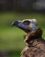 Porträt von ein schwarz Greif Vogel im Natur foto