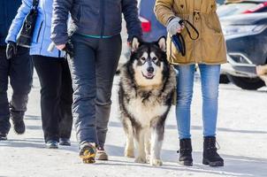 Alaska malamute Hund draussen Gehen mit Besitzer. Schlitten Hunde Rennen Festival im kalt Schnee Wetter. foto