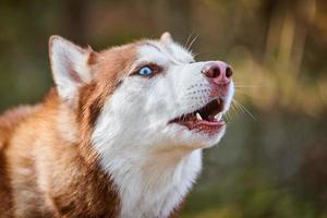 sibirisch heiser Hund Profil Porträt mit Blau Augen und braun Weiß Farbe, süß Schlitten Hund Rasse foto