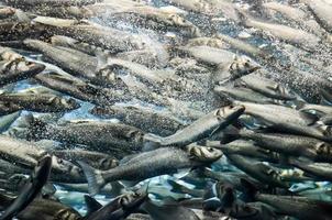 Marine Leben im das Aquarium foto