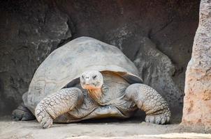 Schildkröte beim das Zoo foto