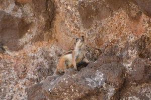 Chipmunk auf das Felsen foto