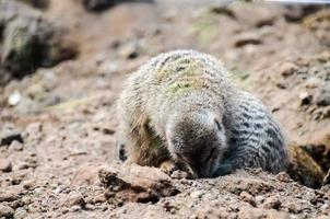 Erdmännchen beim das Zoo foto