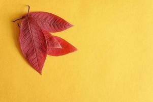 mehrere rote gefallene Herbstkirschblätter auf einem gelben Papierhintergrund liegen flach foto