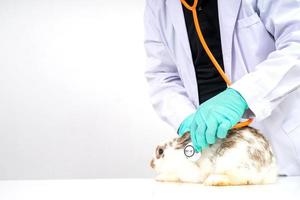 tierärzte verwenden ein stethoskop, um das flauschige kaninchenherz und die lunge in kliniken zu untersuchen. Konzept der Tiergesundheit mit einem Fachmann in einem Krankenhaus foto