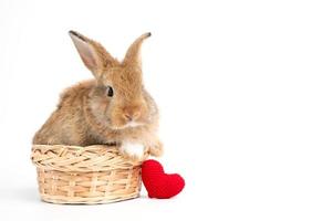 pelzig und flauschige süß rot braun Hase aufrecht Ohren sind Sitzung im Korb mit ein rot Herz neben, isoliert auf Weiß Hintergrund. Konzept von Nagetier Haustier und Ostern. foto