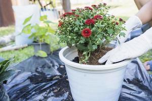 Nahansicht von ein Weiß Blumentopf und Frau Hände mit Weiß Handschuhe vorbereiten das Boden zum Pflanzen Blumen in ein Topf. Pflanzen Blumen im das Garten heim. Gartenarbeit beim Sommer- foto