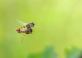 Bienen fliegen und paaren auf grünem Hintergrund foto