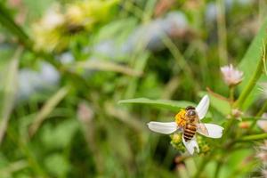 Honig Biene nehmen Nektar auf das Wiese Blume wann Tag Zeit. das Foto ist geeignet zu verwenden zum Tier wild Leben Hintergrund, Frühling Poster und Natur Inhalt Medien.