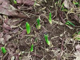 Sprossen von Frühlingsblumen foto