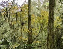 ein Wald von Florida foto