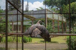 das Java Adler auf das Mini Zoo Käfig, Semarang zentral Java. das Foto ist geeignet zu verwenden zum Natur Tier Hintergrund, Zoo Poster und Werbung.