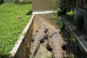 zwei Krokodil auf das Kanal Käfig im das Mini Zoo, Sie nehmen Sonne Bad. das Foto ist geeignet zu verwenden zum Natur Tier Hintergrund, Zoo Poster und Werbung.